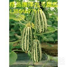今日洋瓜价格行情,涨跌互现，市场动态解析