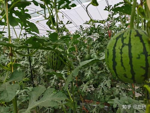 今日吊瓜什么价