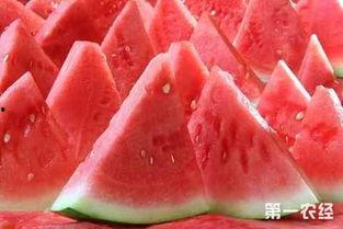 麒麟瓜种子价格最新行情今日