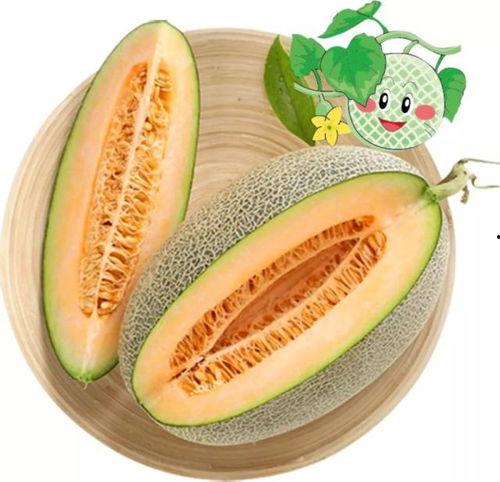 今日头条新疆蜜瓜,甜蜜滋味，疆域飘香