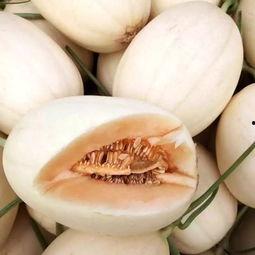 今日东方蜜瓜价格行情最新
