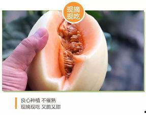 今日东方蜜瓜价格行情最新