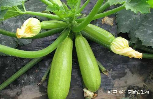 黄瓜白瓜今日收价,市场行情一览”
