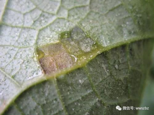 今日乳瓜行情,涨跌互现，市场供需动态解析