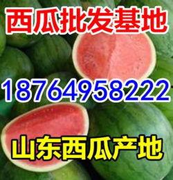 石家庄今日瓜价,夏日消暑佳品价格行情一览