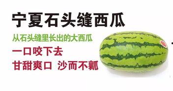 宁夏石头瓜2024年今日行情,价格走势分析解读”