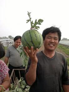 小瓜今日收购价