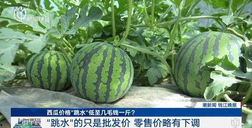 今日肇庆梢瓜多少钱,行情动态一览”