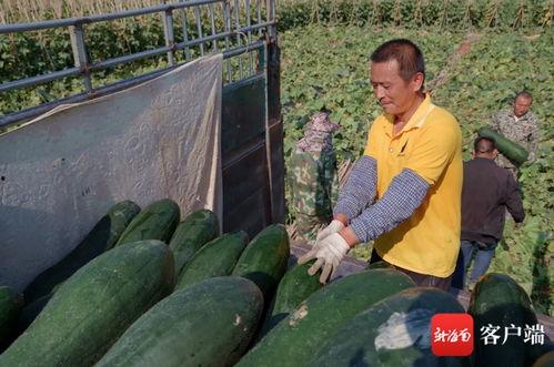 瓜菜今日价格最新行情,今日最新行情一览