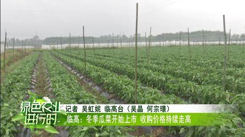 瓜菜今日价格最新行情,今日最新行情一览