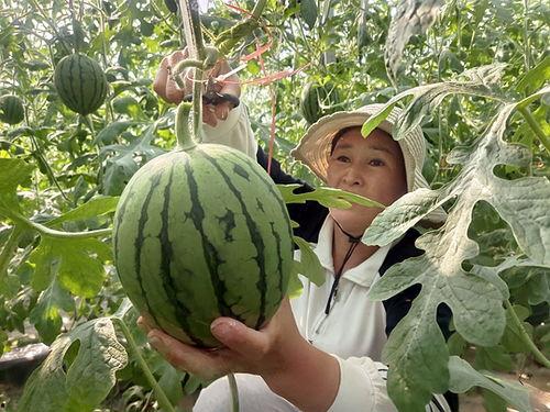 西华小吊瓜今日价位多少,价格行情一览”