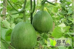 脆瓜今日价格行情最新,最新行情解析与市场趋势洞察”
