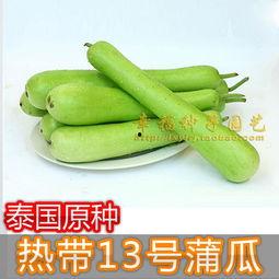 今日蒲瓜的价格是多少呢,今日蒲瓜价格行情分析