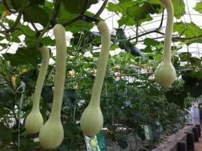 今日蒲瓜的价格是多少呢,今日蒲瓜价格行情分析
