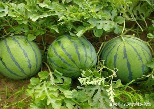 今日的瓜很多什么意思,热点事件盘点，揭秘幕后真相