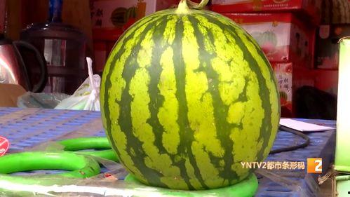 云南麒麟瓜今日价格,价格行情一览
