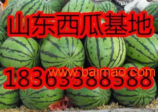 网纹瓜产地今日价格,实时行情一览