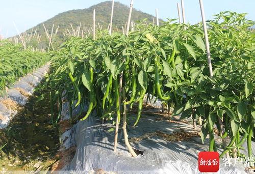 崖州瓜菜今日价格,新鲜直供，实惠之选