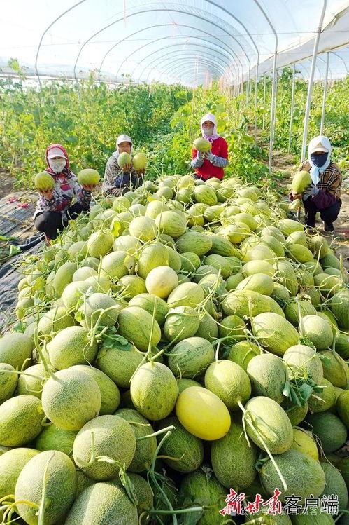 今日中国甘肃瓜州,甘肃瓜州的自然奇观与人文风情掠影