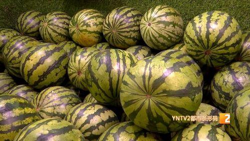 麒麟瓜价格今日行情市场价,价格波动解析